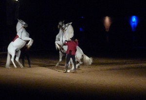 11novcheval2