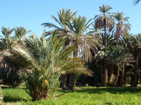 24 nov tissirt 6.JPG